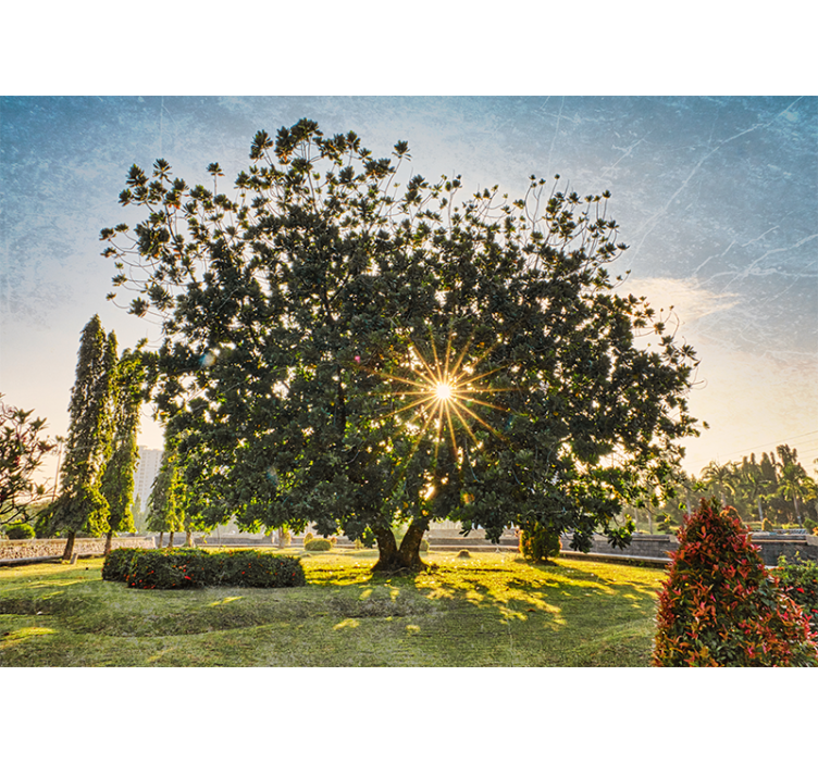 Fototapete natur sonniger baum blick - TenStickers