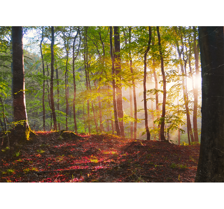 Fototapete wald sonnenlicht im wald - TenStickers