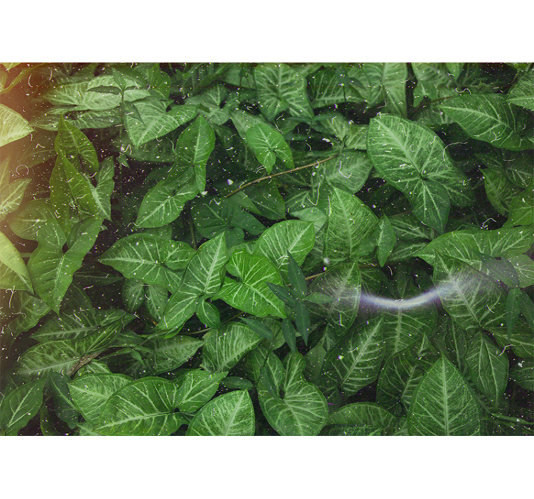 Fototapete natur lebendige blätter komposition - TenStickers