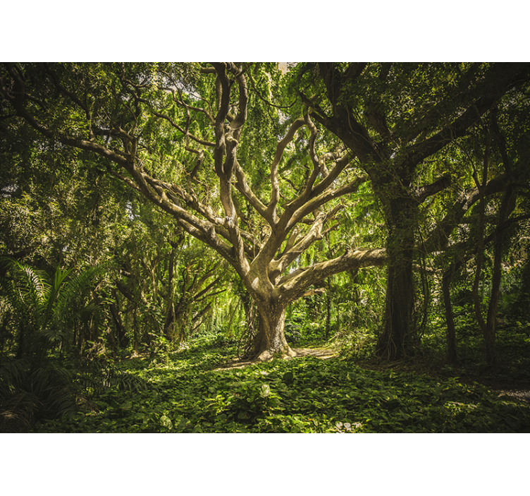 Fototapete wald majestätisches baumdach - TenStickers