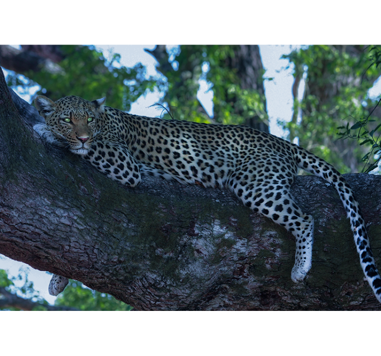 Fototapete tiere leopard entspannt ruhend - TenStickers