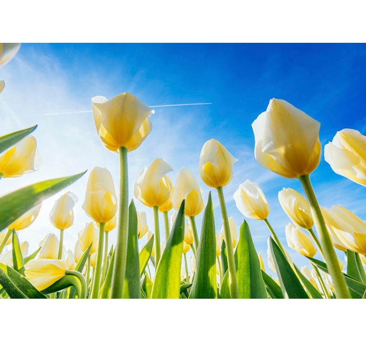 Fototapete Tulpen sonnenbeschienenes feld - TenStickers