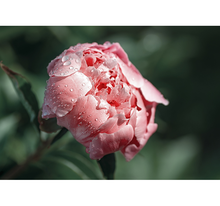 Fototapete Blumen taufrische rose in nahaufnahme - TenStickers