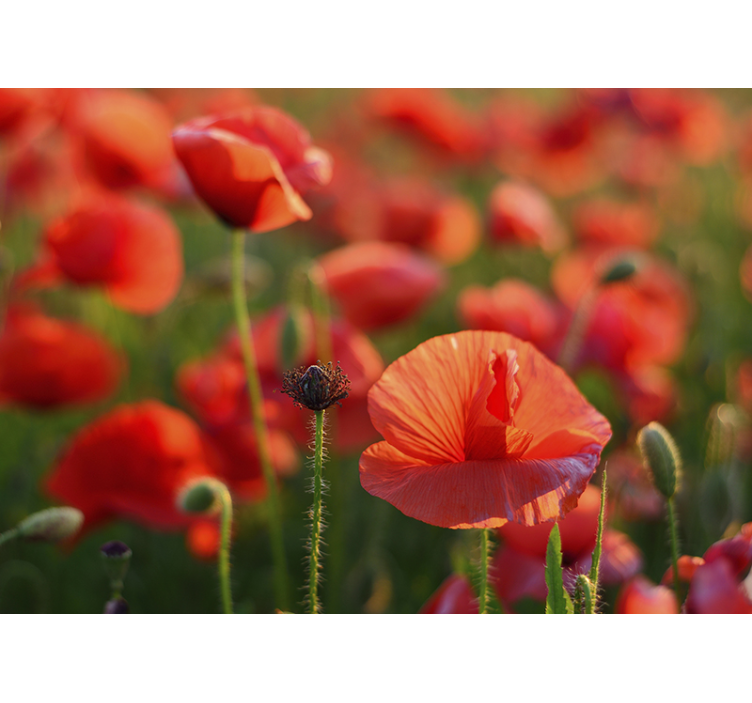 Fototapete Mohnblumen leuchtend rotes feld - TenStickers