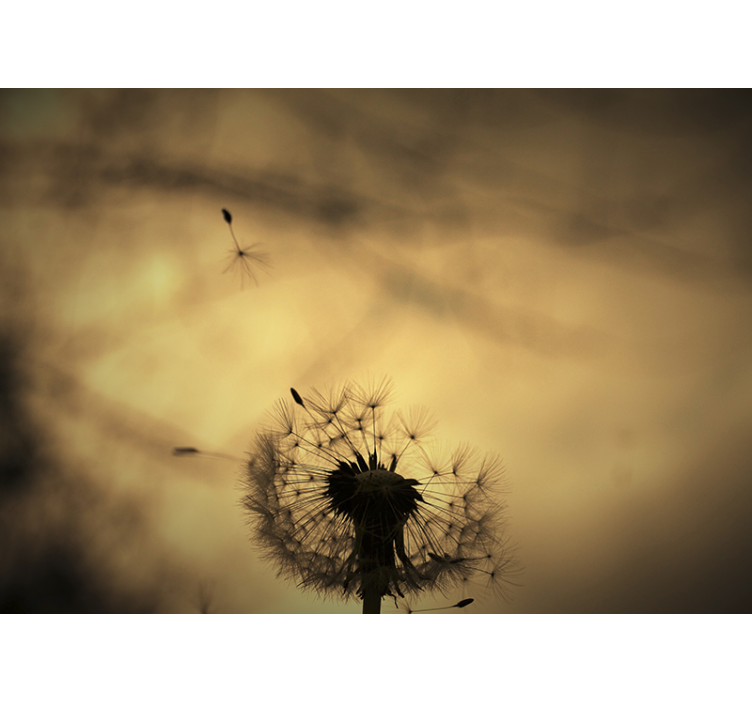 Fototapete Pusteblume löwenzahn-silhouette - TenStickers