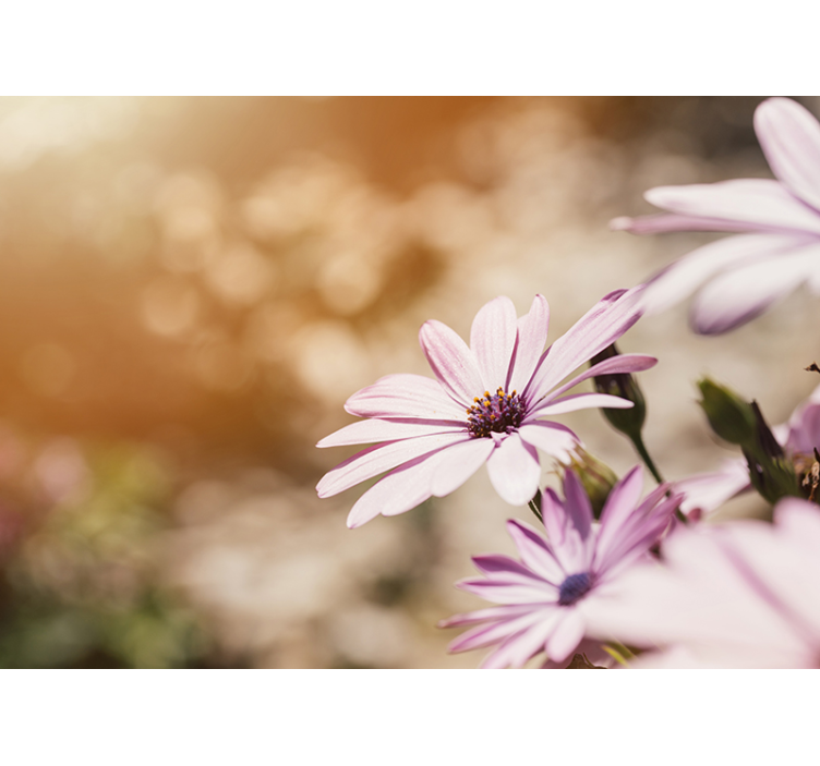 Fototapete blumen pinker blütenzauber - TenStickers