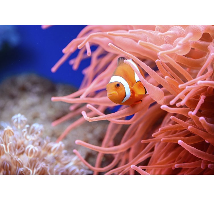 Fototapete tiere clownfisch unter anemonen - TenStickers