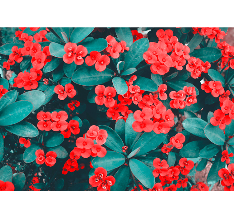 Fototapete Blumen rotes blumenarrangement - TenStickers