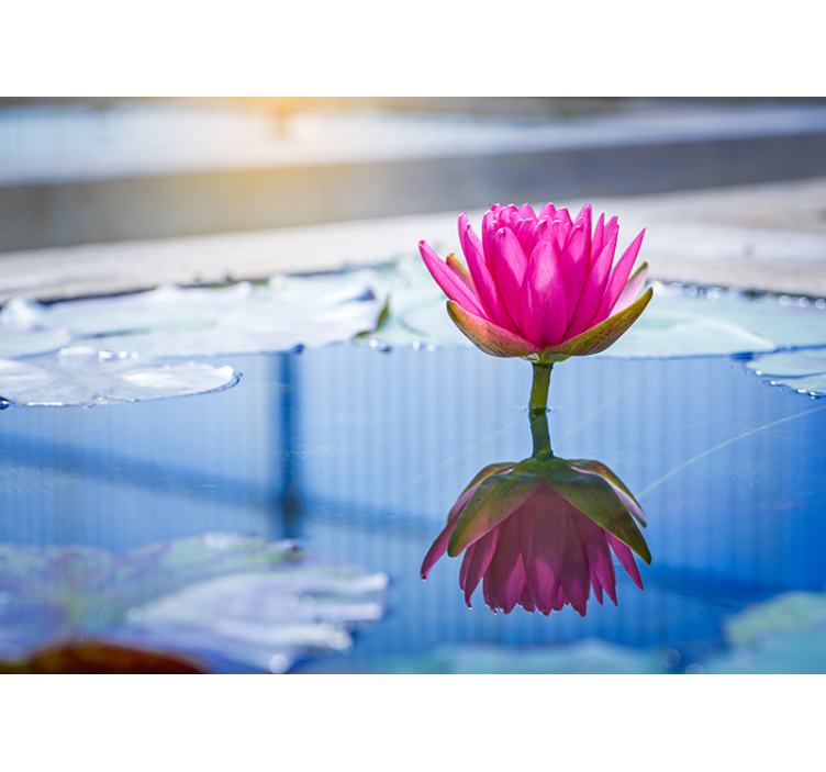 Fototapete zen lotusblütenruhe - TenStickers