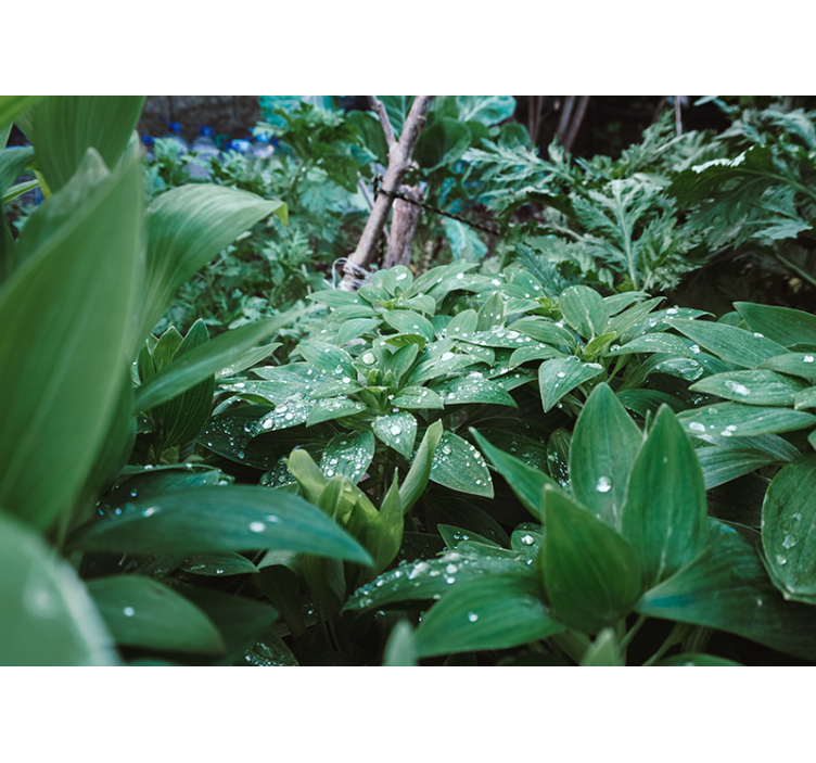 Fototapete 3D Grünes blatt mit wassertropfen - TenStickers