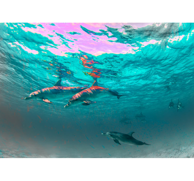 Fototapete tiere delfine spielen fröhlich - TenStickers