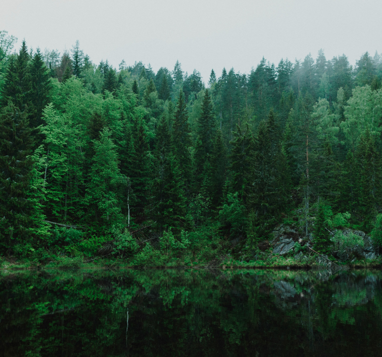 Fototapete Baum tiefer Wald - TenStickers