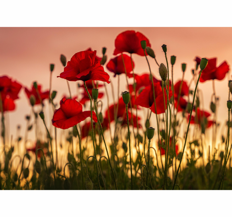 Fototapete Mohnblumen Mohnblumen mit sonnenuntergang - TenStickers