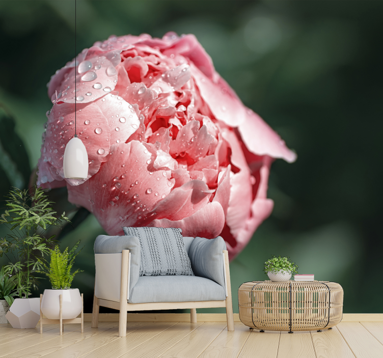 Fototapete Blumen taufrische rose in nahaufnahme - TenStickers