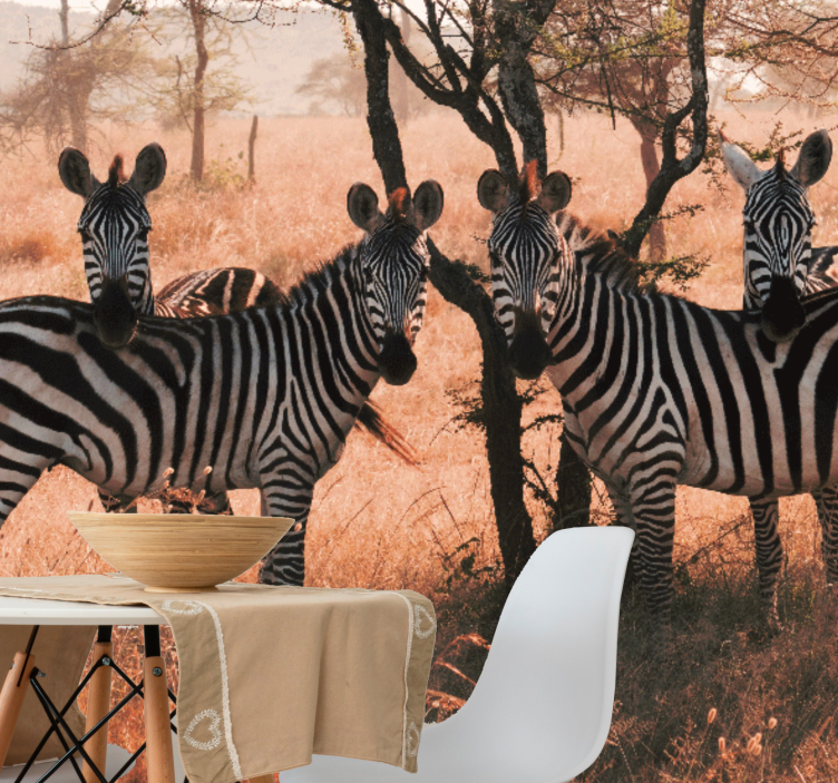 Fototapete Tiere Zebras in der savanne bei down - TenStickers