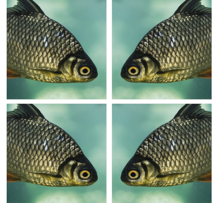 Untersetzer freak mit realistischer fischdarstellung - TenStickers