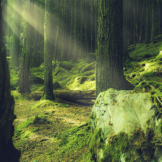 Poster wohnzimmer natursteine mit moos im wald - TenStickers