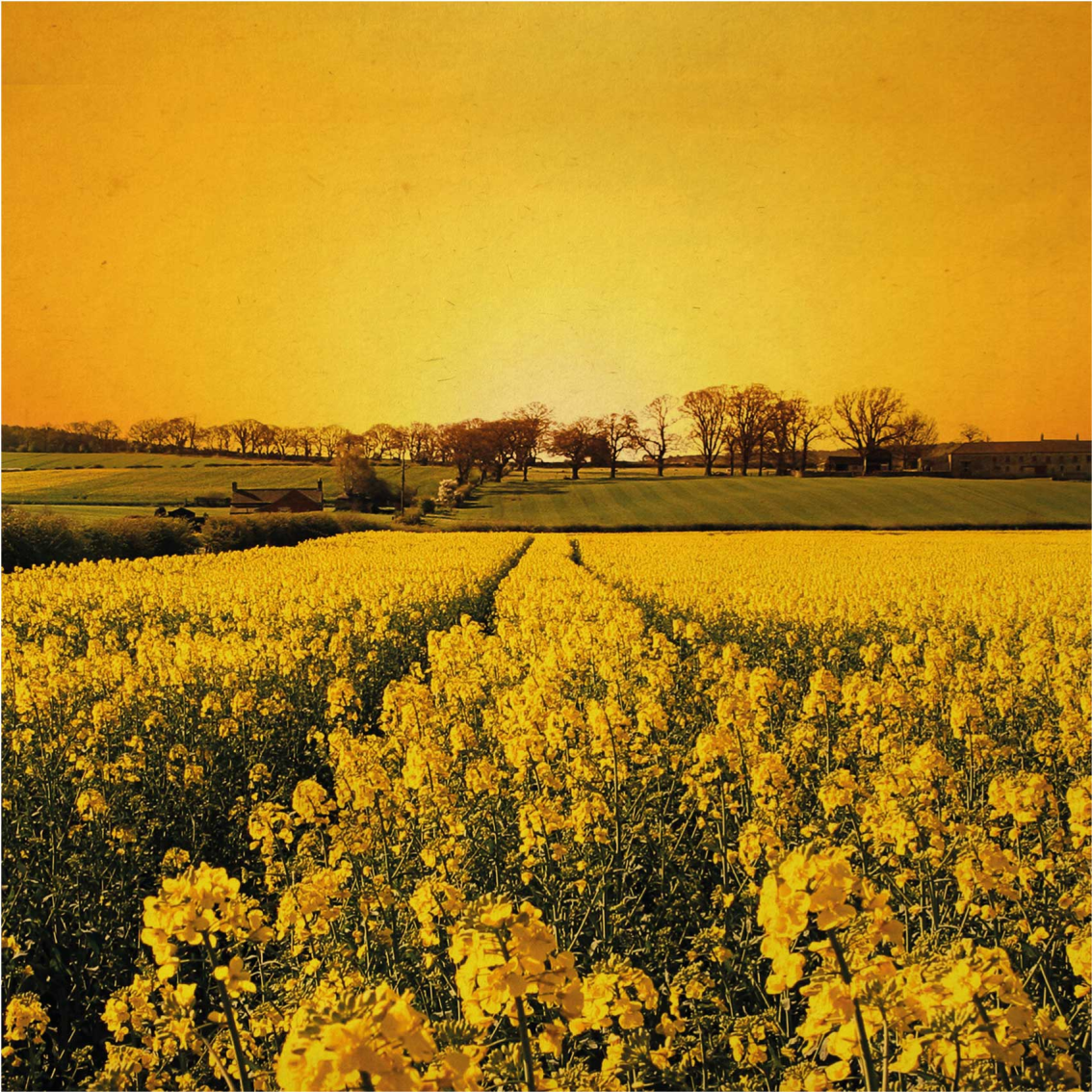 Poster wohnzimmer feld mit gelben blumen - TenStickers