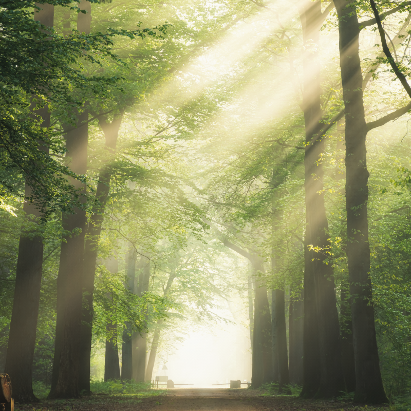 Poster wohnzimmer grüner wald mit der sonne - TenStickers