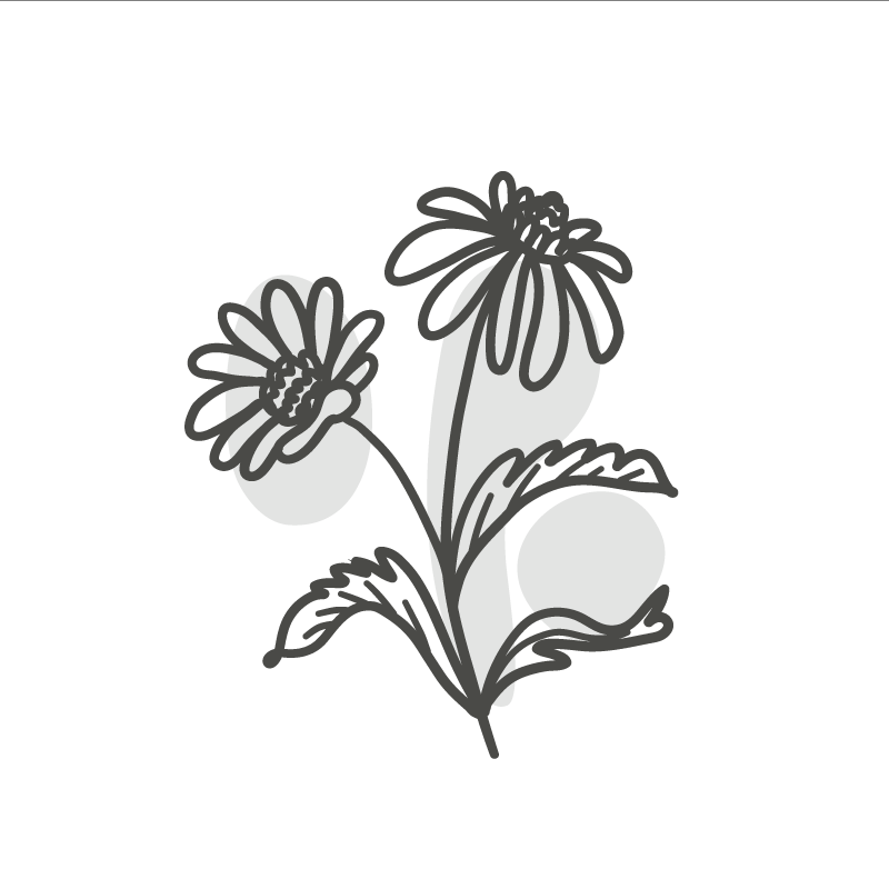 Poster wohnzimmer mit strichzeichnung von gänseblümchen - TenStickers