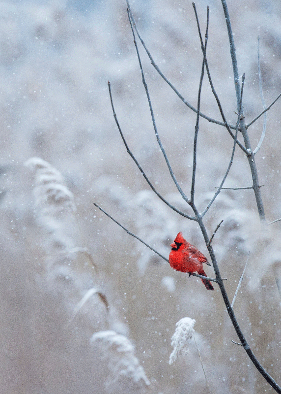 Poster weihnachten mit weihnachtsvogel - TenStickers