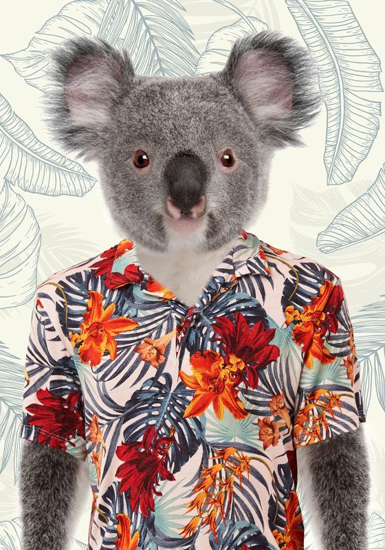 Poster Teenagerzimmer elegante KoalaElegante Koala - TenStickers