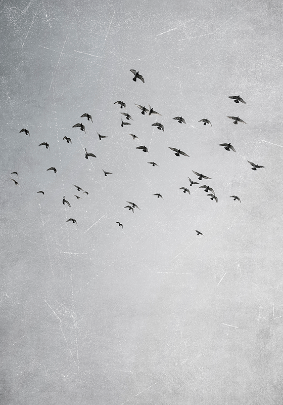 Poster sonstige Tiere vögel fliegen - TenStickers