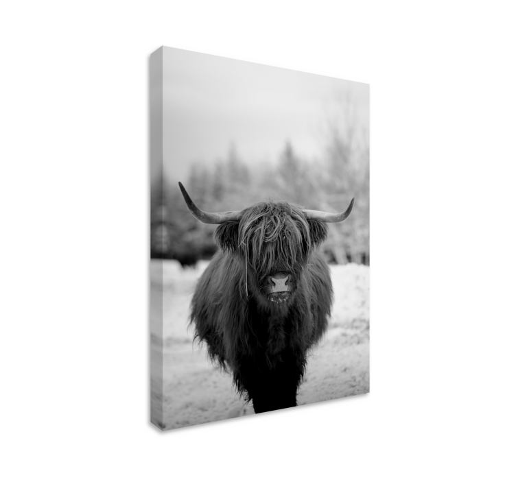 Wandbild tier highland cow porträt - TenStickers