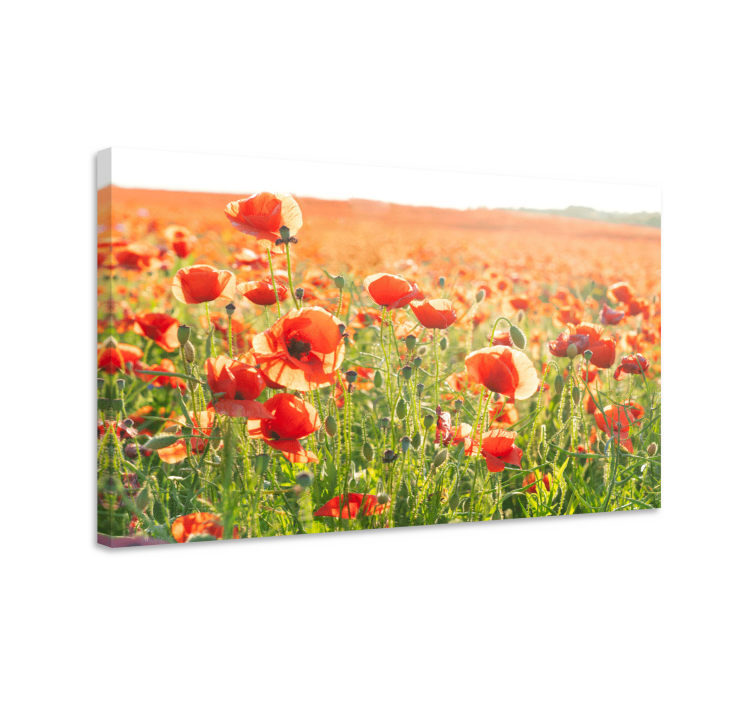 Leinwandbild Blume Roter mohn auf einem sonnigen feld - TenStickers