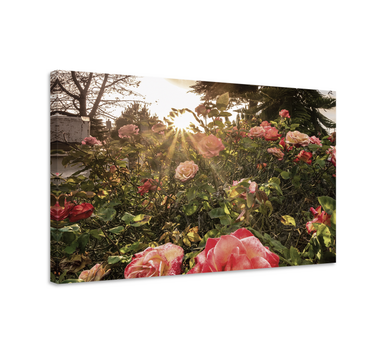 Leinwandbild strahlende rosenblüten - TenStickers