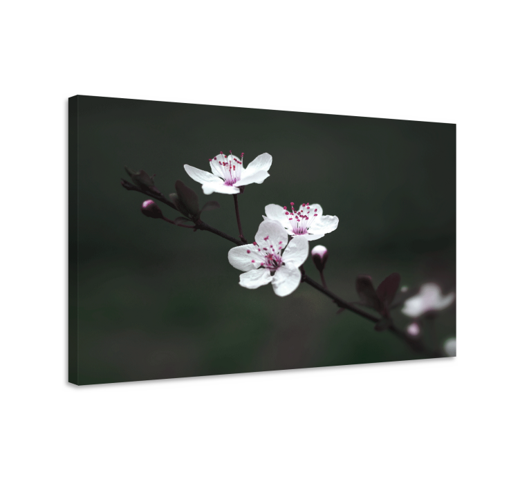 Leinwandbild Blume Elegante feminine kirschblüte - TenStickers