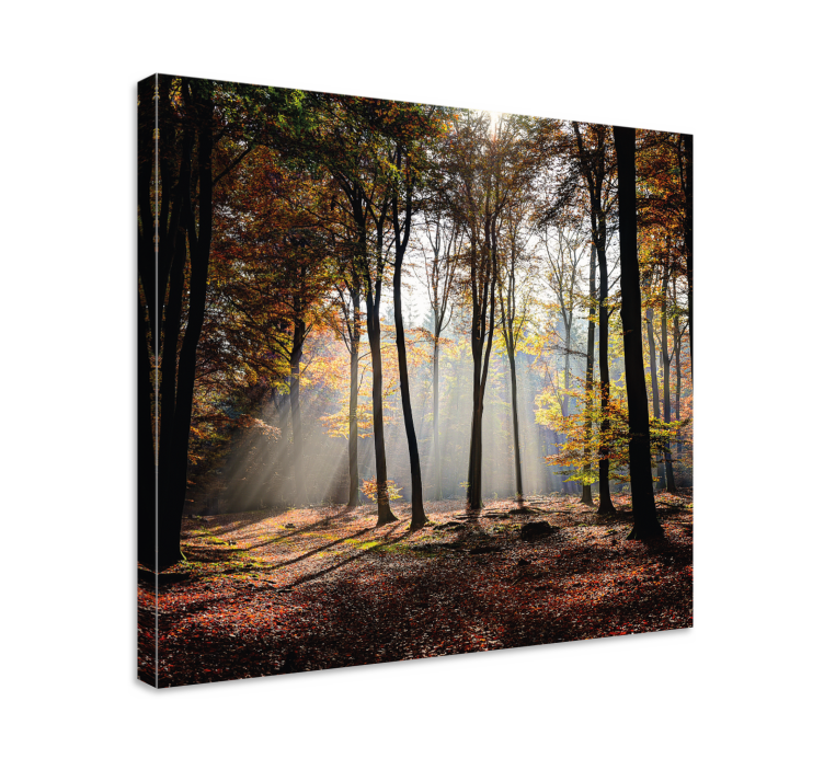 Wandbilder landschaft mit lichtstrahlen im wald - TenStickers