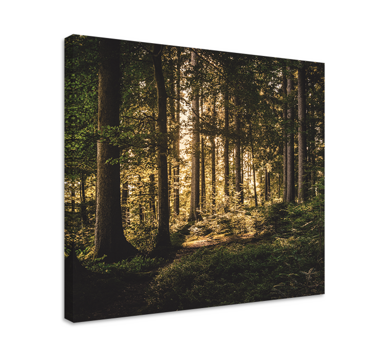 Wandbilder landschaft leuchtende waldlandschaft - TenStickers
