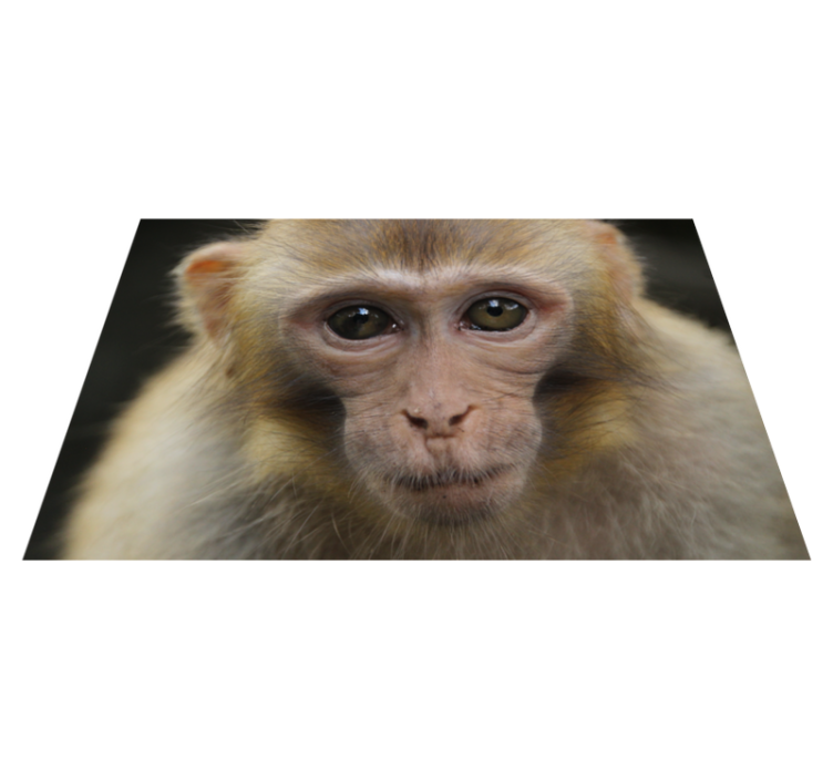Vinylteppich Tiere Realistischer affe - TenStickers