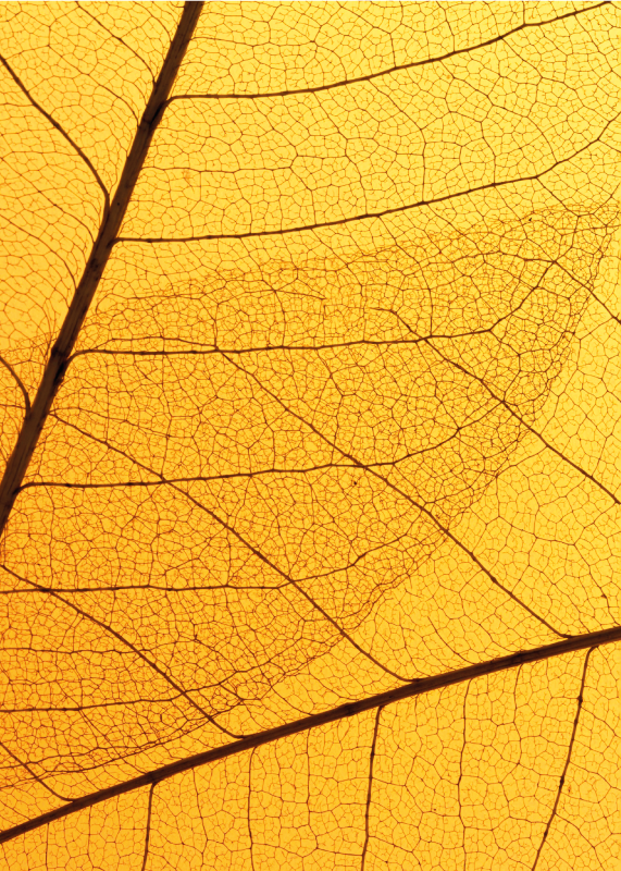 Vinyl Teppich gelb botanisches blattdesign - TenStickers