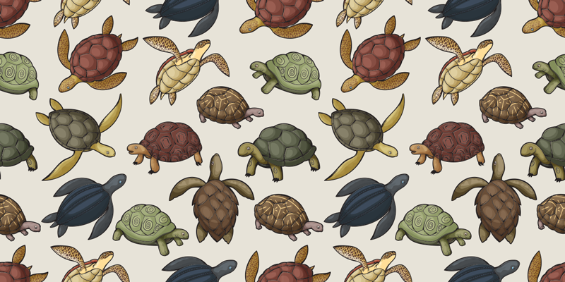 Vinyl teppich tiere vielfalt der schildkröten - TenStickers