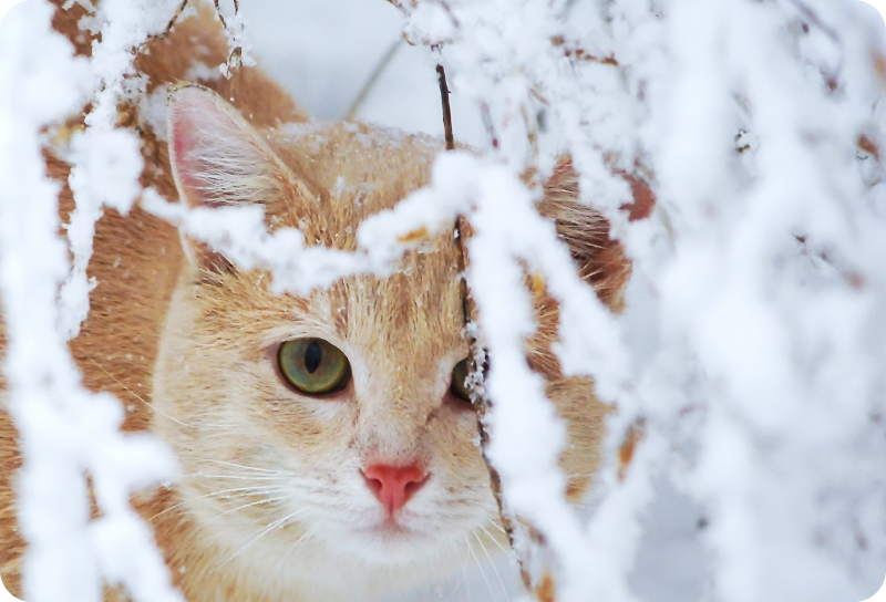 Vinyl teppich tiere katze mit stalaktit - TenStickers