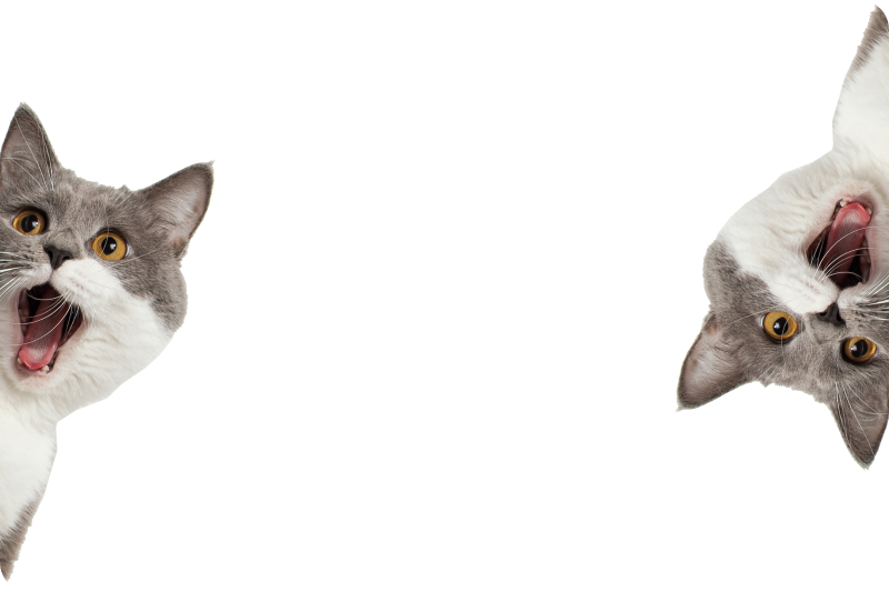 Vinyl teppich tiere katze auf weißem hintergrund - TenStickers
