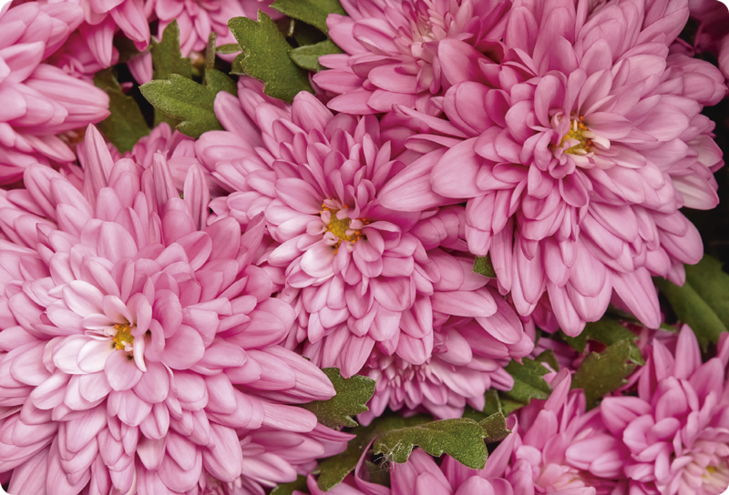 Vinyl teppich blumen in pinkem frühlingsdesign - TenStickers