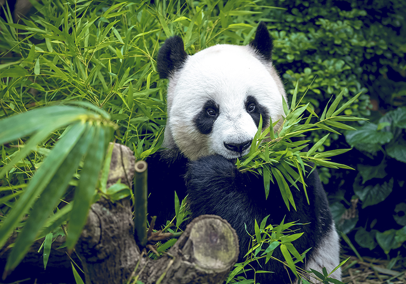 Vinyl teppich grün mit süßem panda design - TenStickers