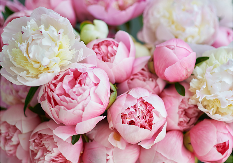 Vinyl teppich rosa mit bouquet aus pinken rosen - TenStickers