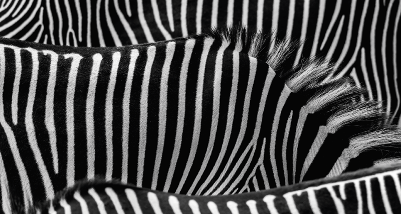 Vinylteppich Animal Print zebrastreifenmuster - TenStickers