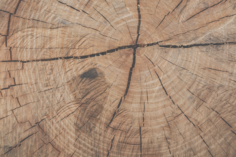 Vinylteppich Holzoptik baumringstruktur - TenStickers