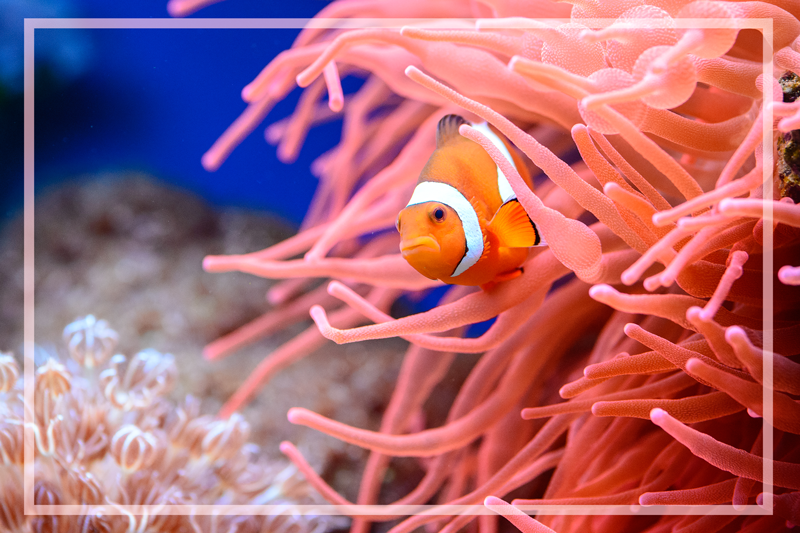 Vinylteppich Fische Clownfisch - TenStickers