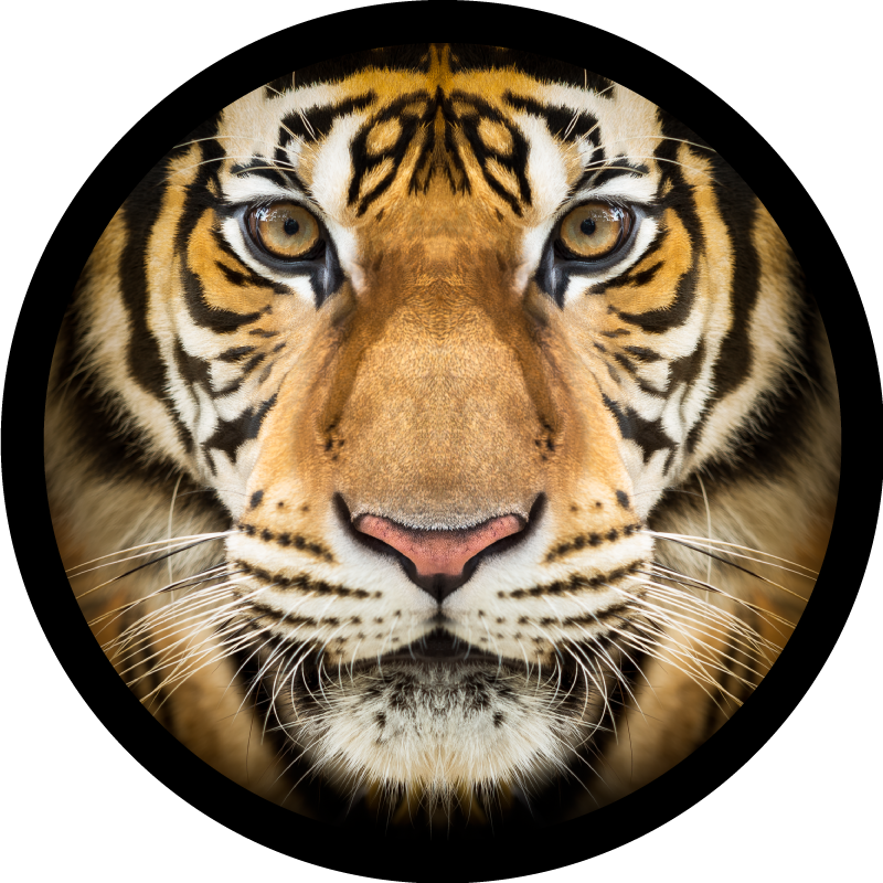Vinyl Teppich Tiere tiger-nahaufnahme - TenStickers
