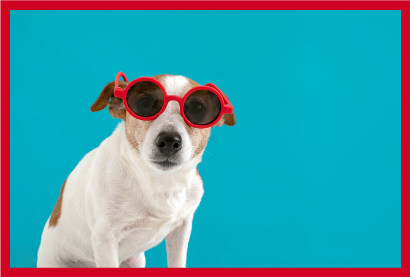 Vinyl Teppich Tiere schickes hundeportrait - TenStickers