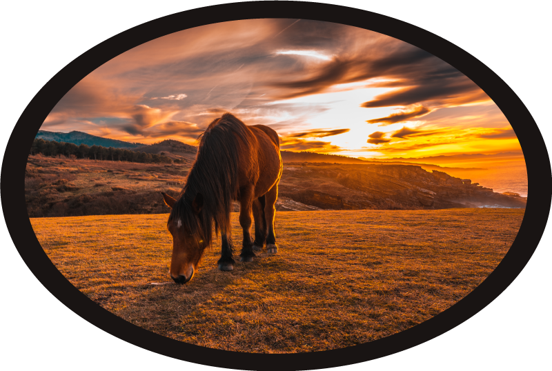 Vinyl Teppich Tiere majestätisches pferd beim fressen - TenStickers
