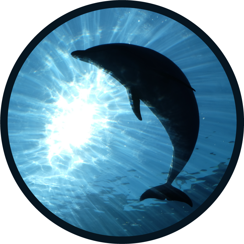Vinyl Teppich Tiere delphin plantschen - TenStickers