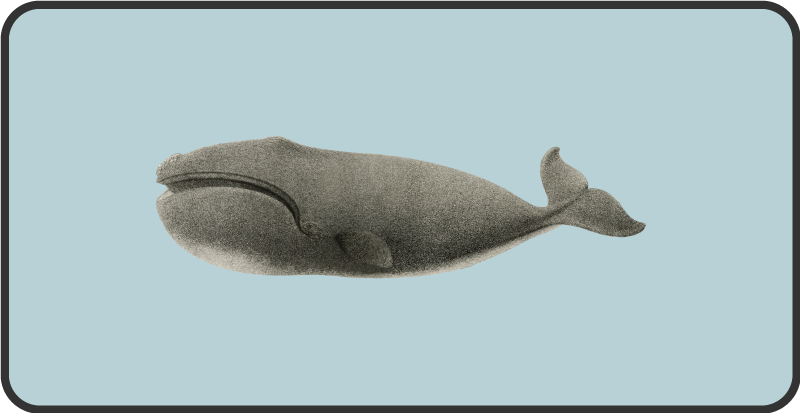 Vinyl Teppich Tiere wal-silhouette-design - TenStickers