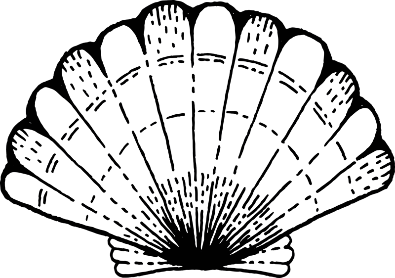 Vinylteppich Meerestiere Muschel - TenStickers